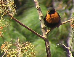Rufous-collared Robin