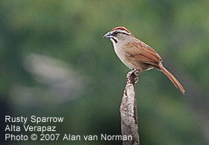 Rusty Sparrow