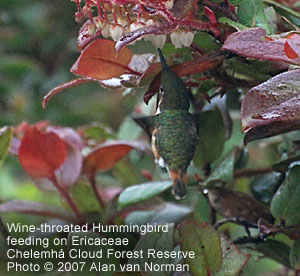 Wine-throated Hummingbird