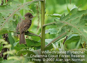 White-throated Flycatcher