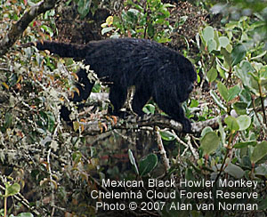 Mexican Black Howler Monkey