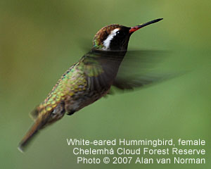 White-eared Hummingbird