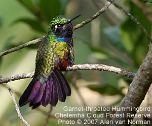 Garnet-throated Hummingbird