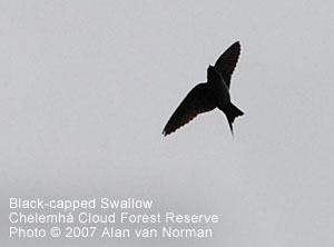 Black-capped Swallow