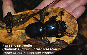 Passalidae beetle