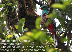 Resplendent Quetzal