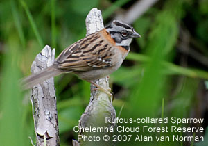 Rufous-collared Sparrow