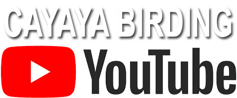 Cayaya Birding at YouTube