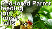 Red-lored Parrot Amazona autumnalis feeding on fruit of Tabernaemontana donnell-smithii