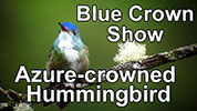 Azure-crowned Hummingbird (Saucerottia cyanocephala) displaying its azure-colored crown