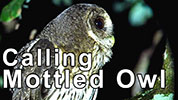 Calling Mottled Owl