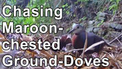 Chasing Maroon-chested Groud-Doves