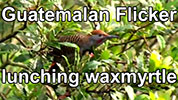 Guatemalan Flicker feeding on waxmyrtle (Morella cerifera) berries