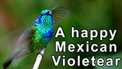 A Mexican Violetear happily singing