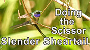 A Slender Sheartail doing the scissor