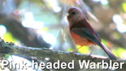 Pink-headed Warbler