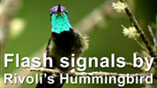 Flash signals by a male Rivoli's Hummingbird