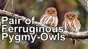 Pair of Ferruginous Pygmy-Owls