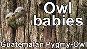 Babies of Guatemalan Pygmy-Owl in the nest entrance