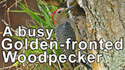 Golden-fronted Woodpecker digging nest hole