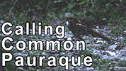 Calling Common Pauraque