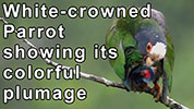 Preening White-crowned Parrot