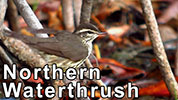 Preening Northern Waterthrush