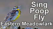 Eastern Meadowlark