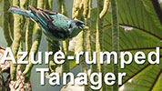 Azure-rumped Tanager