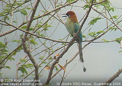 Braunscheitelmotmot