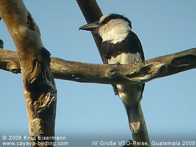 Weißhals-Faulvogel