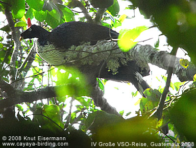 Horned Guan