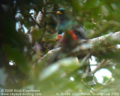 Bronzetrogon