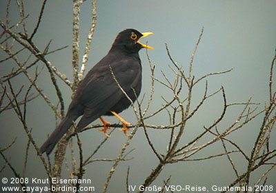 Guatemaladrossel